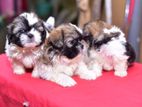 Shihtzu Puppies