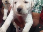 Labrador Puppies