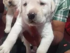 Labrador Puppies