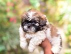 Shitzu Puppy
