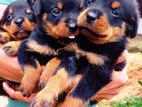 Rottweiler Puppies