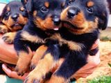 Rottweiler Puppies