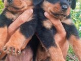 Rottweiler Puppies