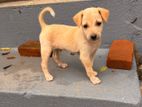 Puppies for Kind Home