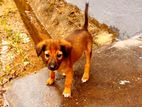 Puppies for Kind Home