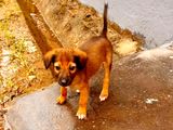 Puppies for Kind Home