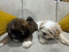 Shihtzu Puppies