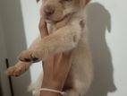 Labrador Puppy