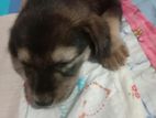 Labrador Puppy