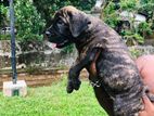 Cane Corso Puppies