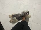 Shih Tzu Puppy