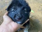 Germen Sheperd Puppy