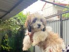 Shitzu Puppy