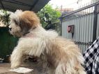 Shitzu Puppy