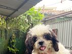 Shitzu Puppy