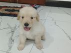 Golden Retriever Puppy
