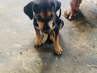 Puppy for Kind Home