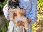 Terrier Shih Tzu Mix Puppy