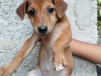Dog for Kind Home