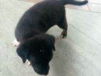Puppy for Kind Home