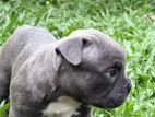 American Bully Puppies
