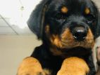 Rottweiler Puppy