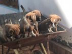 Puppies for Kind Home