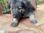 German Shepherd Puppies