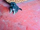 German Shepherd Puppy