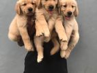 Golden Retriever Puppies