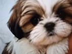Shih Tzu Puppy