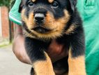 Rottweiler Puppies