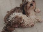 Shih Tzu Puppy