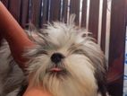 Shitzu Puppy
