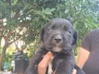 Rottweiler Mixed Puppies