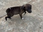 Puppy for Kind Home