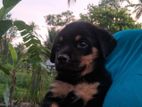 Rottweiler Puppies