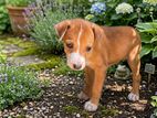 Puppy for Kind Home