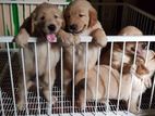 puppy litter playpen