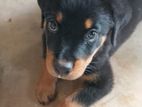 Rottweiler Puppy