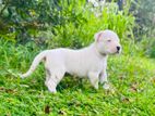 Dogo Argentino Puppies