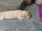 Labrador Puppy