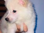 Lion Pomeranian Puppy