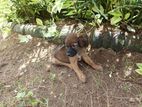 Puppy for Kind Home