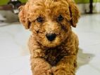 Toy Poodle Puppy