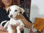 puppys for kind home