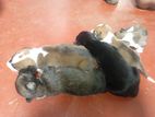 Puppies for Kind Home