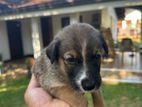 Puppies for Kind Home