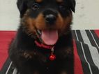 Rottweiler Puppies