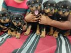 Rottweiler Puppy